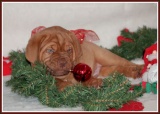 kerst pup10